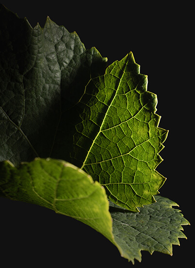 Feuille de vigne