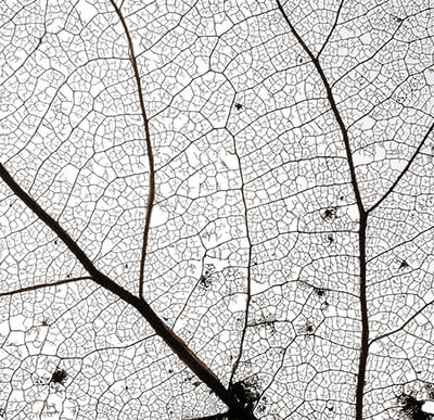 Feuille de vigne étiquette de la bouteille Médot Bio