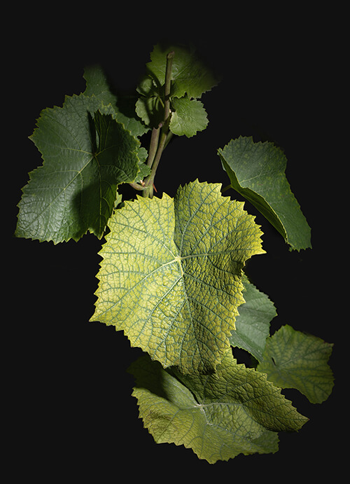 Photo de feuilles de vigne